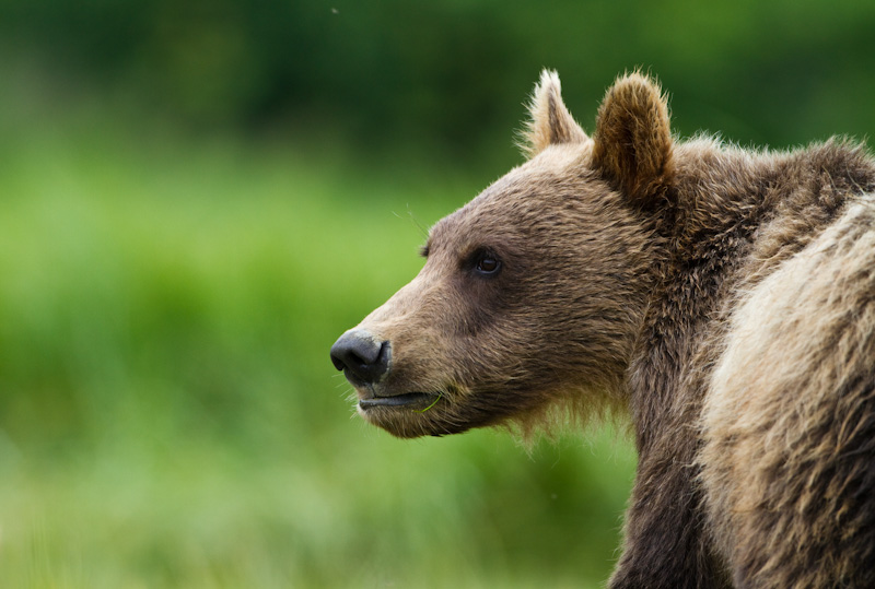 Grizzly Bear Cub